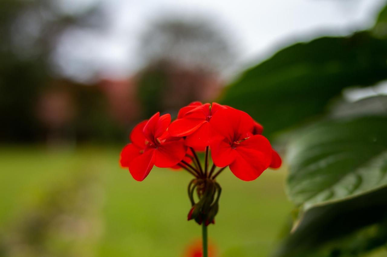 Florianópolis Pousada Rio Vermelho מראה חיצוני תמונה